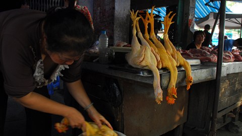 Người[-]tiêu[-]dùng[-]rất[-]khó[-]phân[-]biệt[-]đâu[-]là[-]gà[-]ta[-]thật[-]với[-]gà[-]đẻ[-]loại[-]“đội[-]lốt”[-]sau[-]khi[-]được[-]chế[-]biến